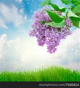 Lilac flowers with grass and sky background. Lilac flowers in sunny day