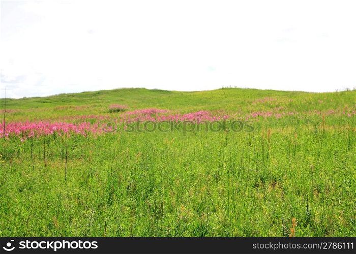 lilac flowerses on green field