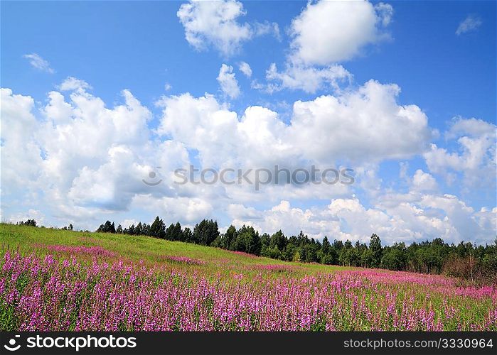 lilac flowerses on summer field