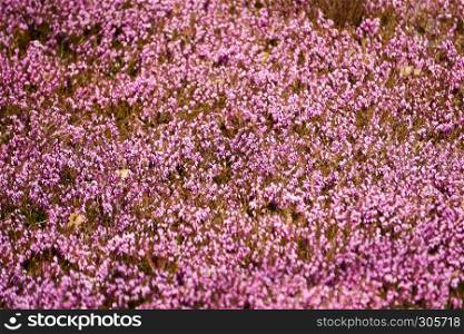lilac heather