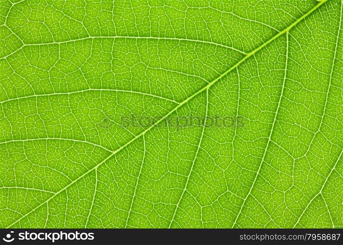 Lilac leaf close-up background