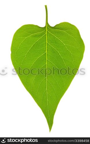 lilac leaf isolated on white