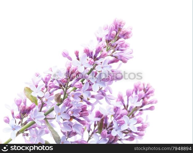 lilac on white background
