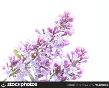 lilac on white background