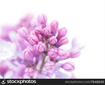 lilac on white background