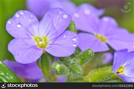 Lilac pansy flowers with green background