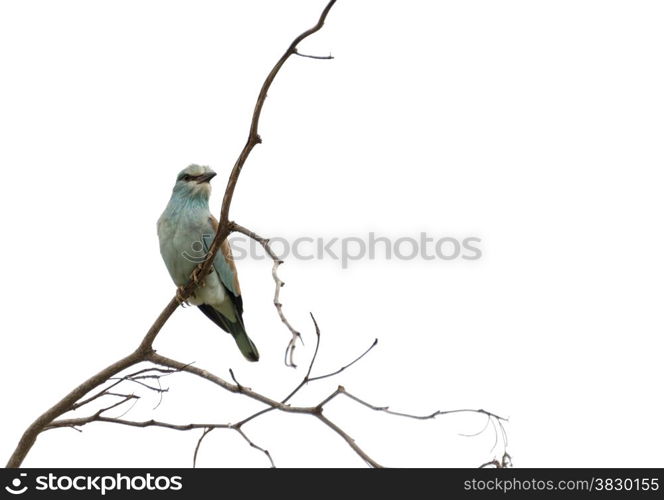 lilac roller bird in africa kruger national park