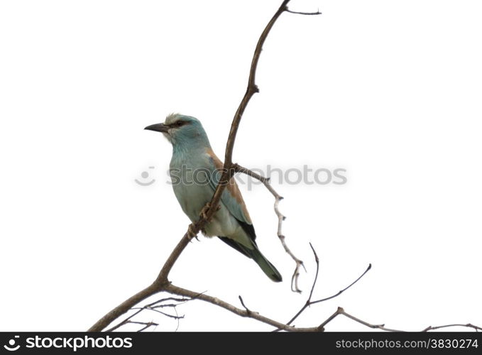 lilac roller bird in africa kruger national park