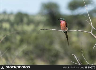 lilac roller bird in africa kruger national park