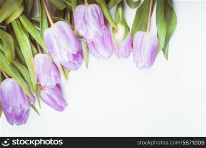 Lilac tulips frame isolated on white, for design