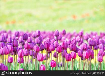 Lilac tulips on the field with green grass as background