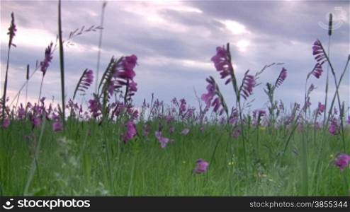 Lilac wild flowers on meadow.