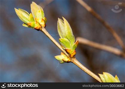 LILACS in the spring, the first spring leaves
