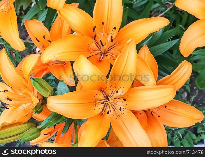 Lilies growing in the flowerbed top view