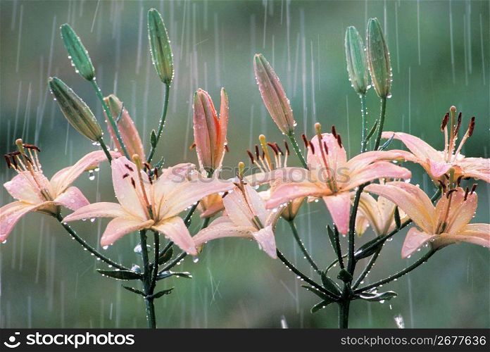 Lilies in rain