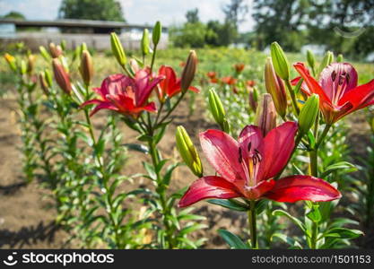 Lilies in the garden, growing flowers in the garden.. Lilies in the garden.