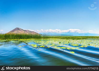 Lilies in the waters of Skadar lake, Montenegro. Lilies on the lake