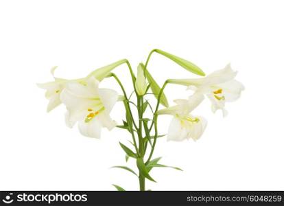 Lilies isolated on the white background