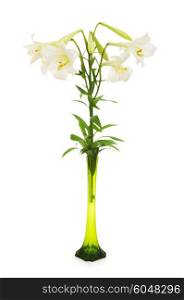 Lilies isolated on the white background