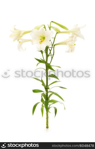 Lilies isolated on the white background