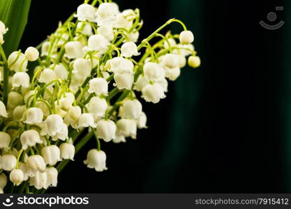 lilies of the valley in flowerpot on dark background