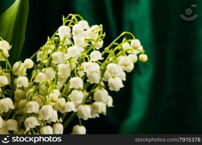 lilies of the valley in flowerpot on green background