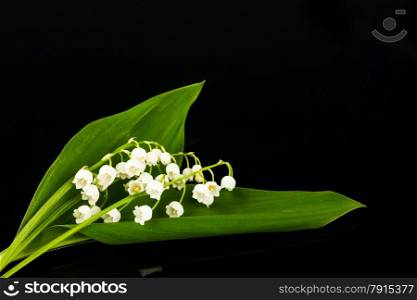 lilies of the valley on black background
