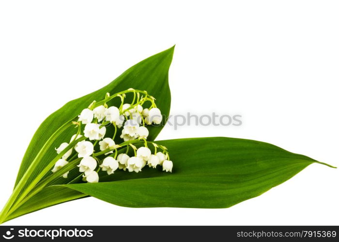 lilies of the valley on white background