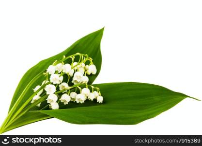 lilies of the valley on white background