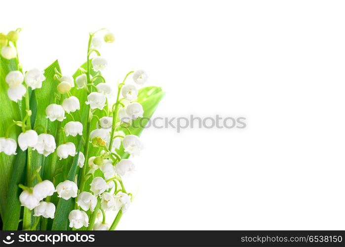 Lilies of the valley. White flowers lilies of the valley isolated on white background