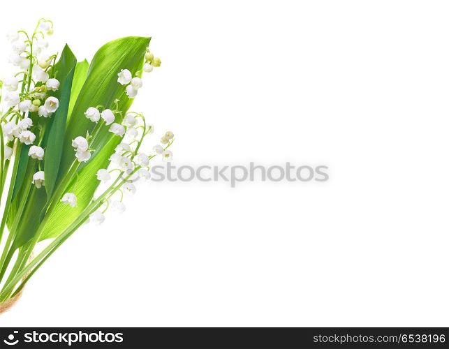 Lilies of the valley. White flowers lilies of the valley isolated on white background