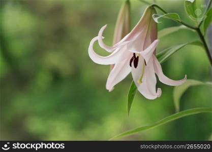 Lilium japonicum,