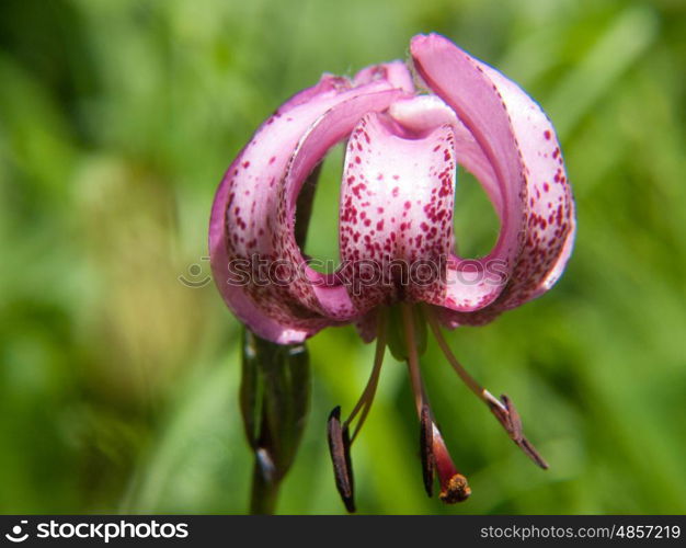 lilium martagon,haute savoie,france