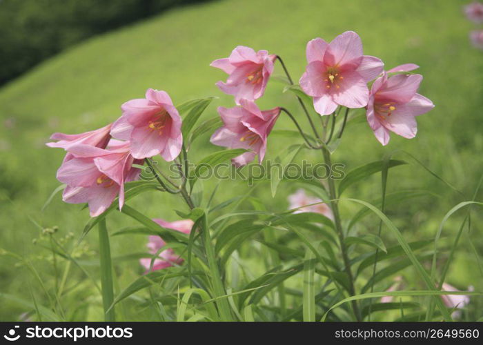 Lilium rubellum