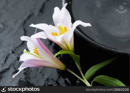 Lilium rubellum