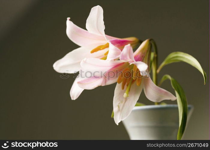 Lilium rubellum