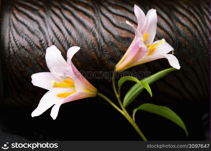 Lilium rubellum