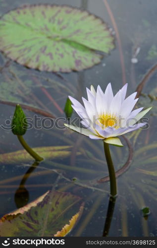 Lilly Flower in a Pond. Lilly pad and Flower in a Pond