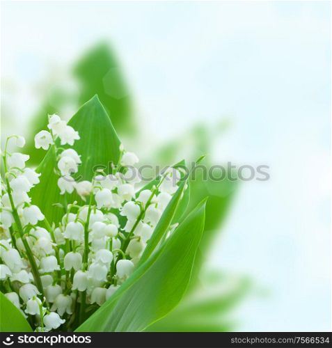 lilly of the valley bouquet close up isolated on white background