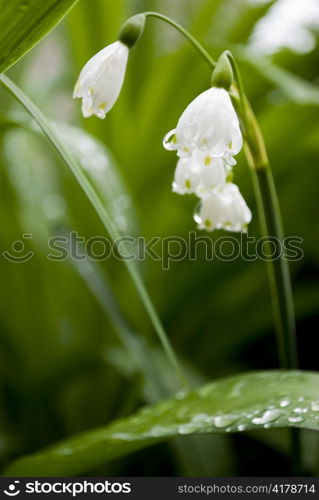 lilly of the valley flower in garden