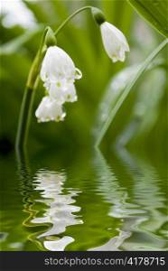 lilly of the valley flower with water reflection