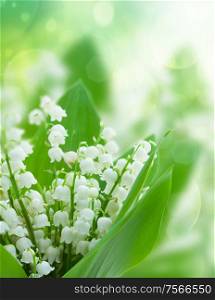 lilly of the valley flowers close up on green bokeh background