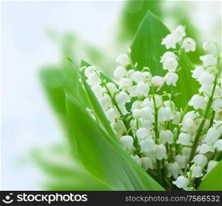 lilly of the valley flowers on blue bokeh background