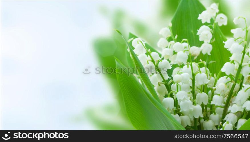 lilly of the valley flowers on blue bokeh background banner. lilly of the valley flowers