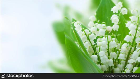 lilly of the valley flowers on blue bokeh background banner. lilly of the valley flowers