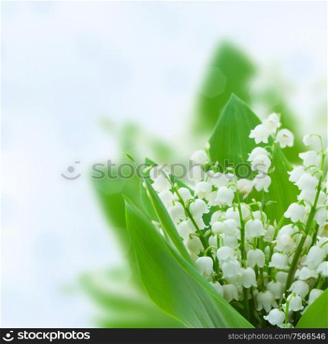 lilly of the valley flowers on blue bokeh background. lilly of the valley flowers