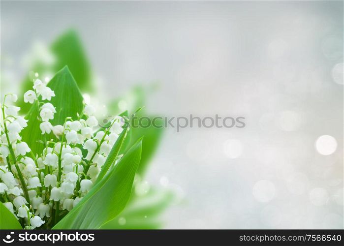 lilly of the valley flowers on blue bokeh background with copy space. lilly of the valley flowers