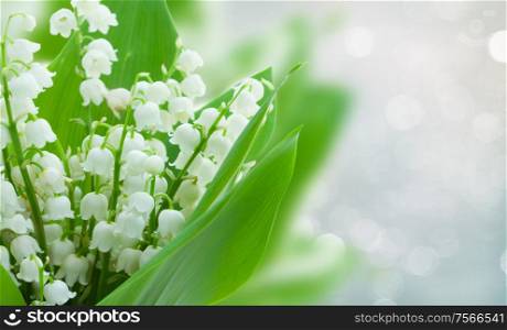 lilly of the valley flowers on gray bokeh banner with copy space. lilly of the valley flowers