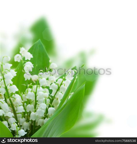 lilly of the valley posy isolated on white background. lilly of the valley posy