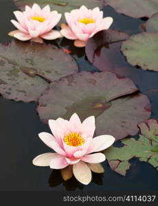 Lilly pond flower